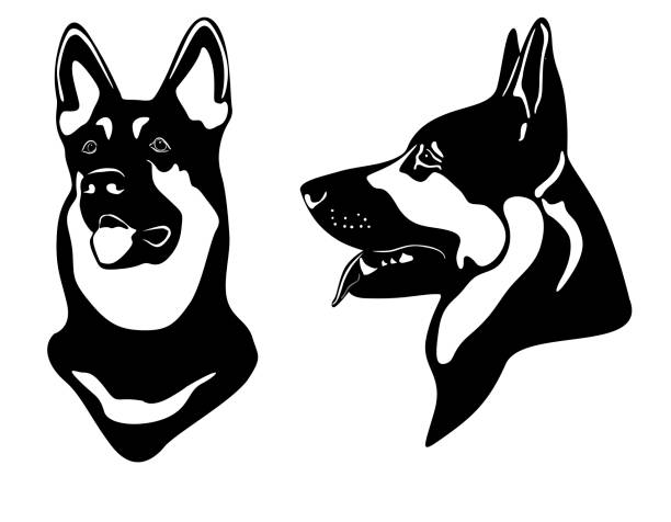 pasterz - german shepherd illustrations stock illustrations