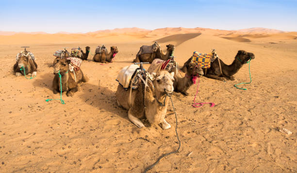 istock Camels resting in the  Desert 811554812