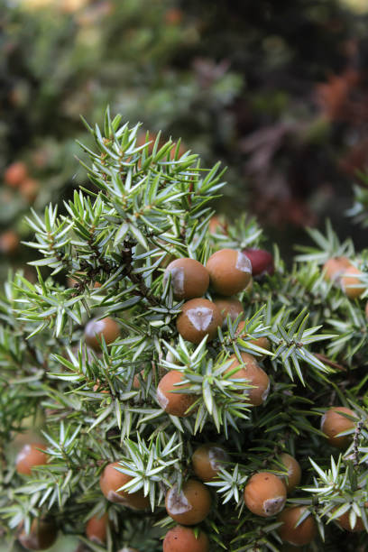 Juniperus oxycedrus Juniper, plant, seed juniperus oxycedrus stock pictures, royalty-free photos & images