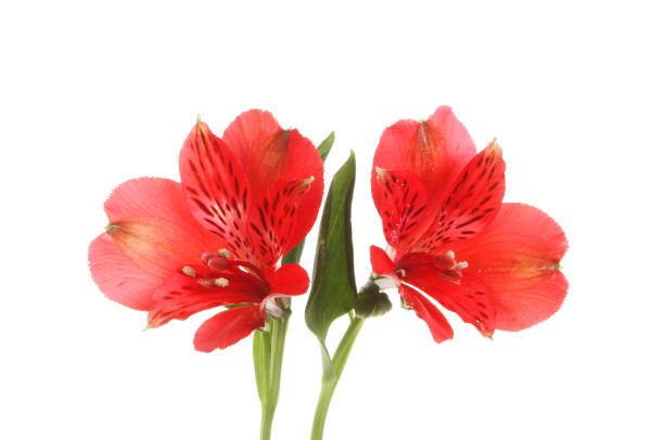 istock Red alstroemeria flowers 811555084
