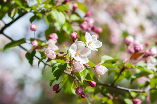 istock Spring flowering apple-tree with a pink inflorescence on a sunny day 811555100