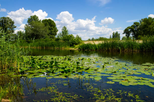 istock Beautiful lake on summer 811557846