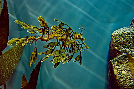 Common seadragon or weedy seadragon is a marine fish related to the seahorse. Adult common seadragons are a reddish color, with yellow and purple markings. Some have small leaf-like appendages that look like kelp. This provides protection from any enemy. They are related to the seahorse. This image was shot with a Nikon D3s camera and with a Tamron 16 - 300mm lens.