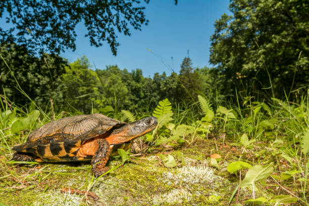 istock Female Wood Turtle 811580006
