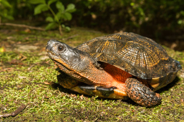 tortuga de madera mujer - herpetología fotografías e imágenes de stock