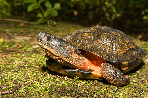 A close up of a female Wood Turtle in the wild