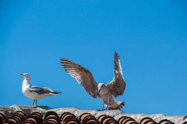 Seagull is sitting on the roof