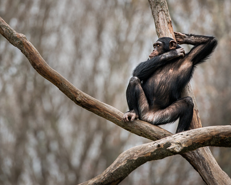 Young Chimpanzee Sleeping Between Two Tree Branches