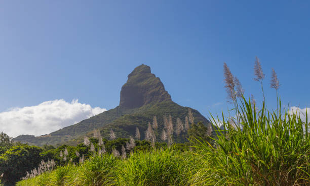 istock Piton de la Petite with sugar cane blossom mountain on Mauritius panorama 811591968