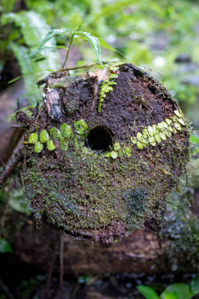 istock Fallen log is reclaimed by the rainforest 811592126