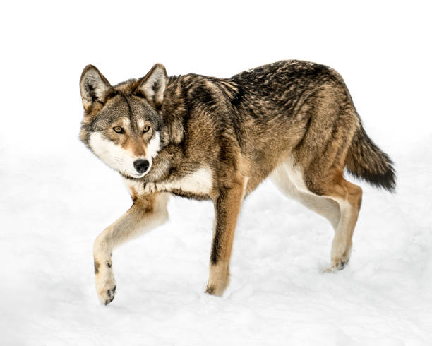 istock Red Wolf in Snow XIII 811598446