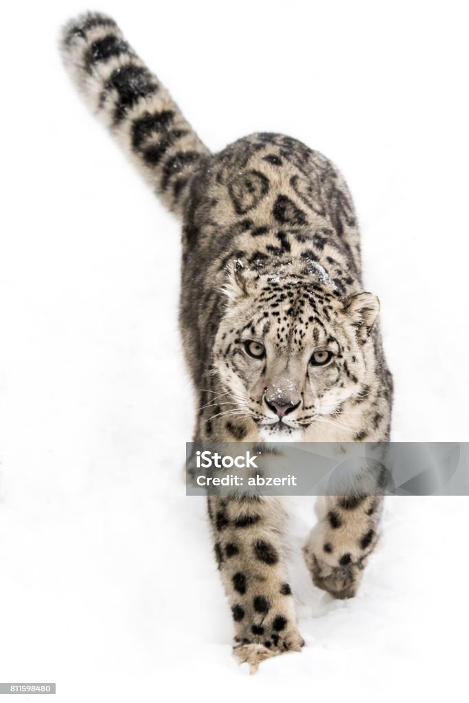 Snow Leopard on the Prowl IX Curious Snow Leopard Walking Through the Snow Africa Stock Photo