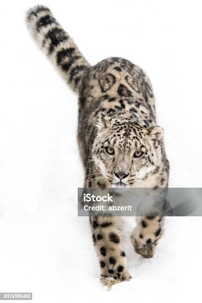 Snow Leopard On The Prowl Ix Stock Photo - Download Image Now - Africa, Animal, Animal Stage