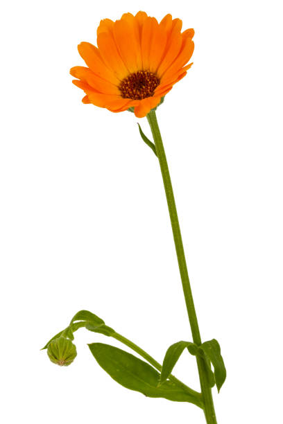 istock Flower of calendula, isolated on white background 811600094