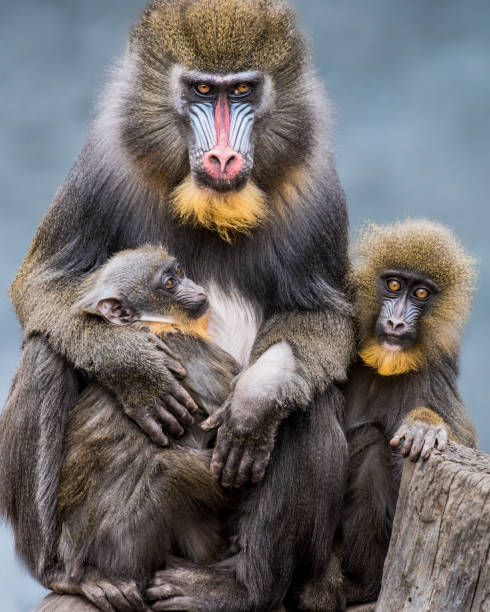 Mandrill Family II Frontal Portrait of a Mandrill Family Against a Mottled Blue Background mandrill stock pictures, royalty-free photos & images