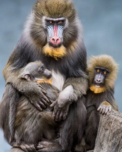 Frontal Portrait of a Mandrill Family Against a Mottled Blue Background