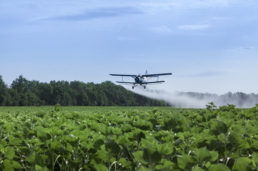 Agricultural airplane is flying under the sunflowers field and spraying water