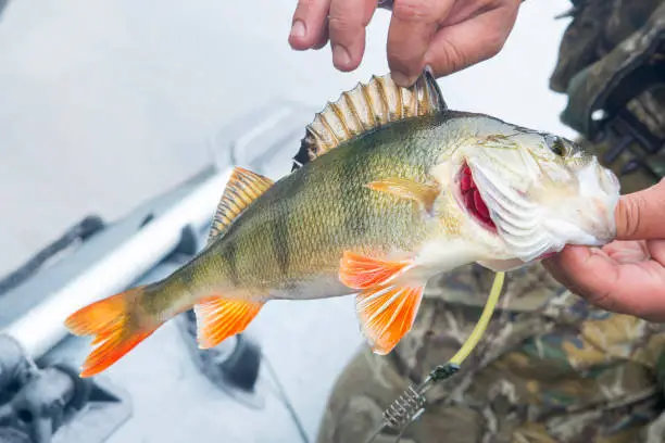 A fisherman holds fish.Caught a big perch.
