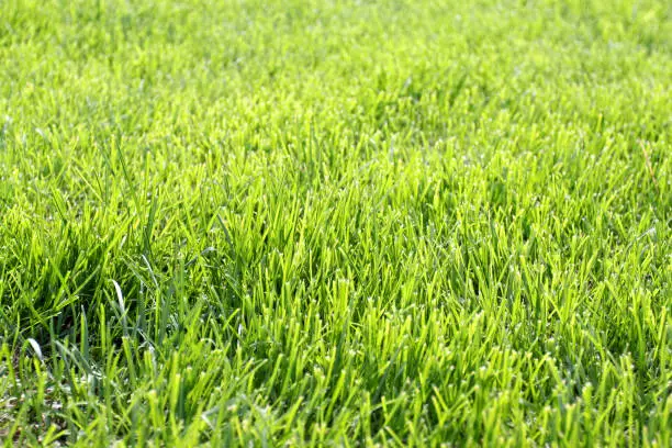 Photo bright green thin grass in the summer
