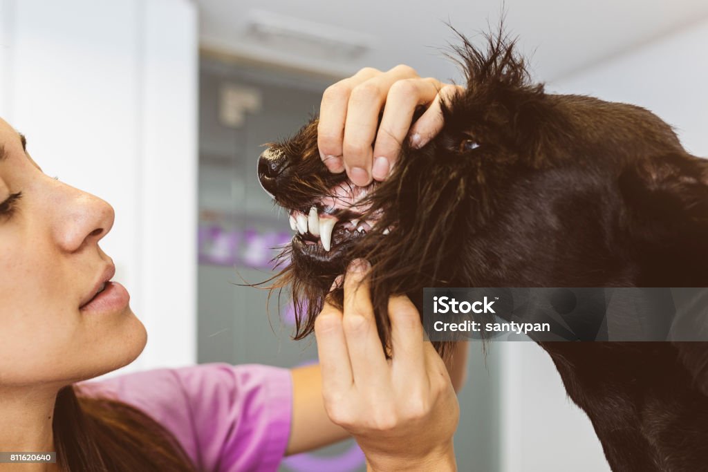 Médecin vétérinaire est constituant un chèque d’un beau chien mignon. - Photo de Chien libre de droits