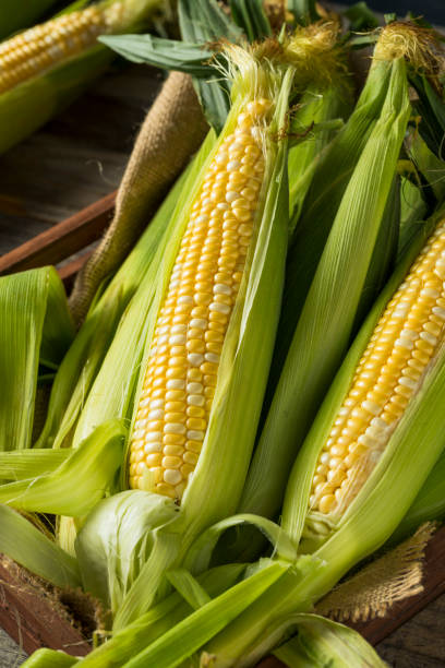 istock Raw Organic Yellow Corn on the Cob 811620972