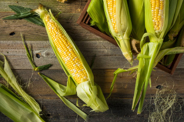 istock Raw Organic Yellow Corn on the Cob 811632562
