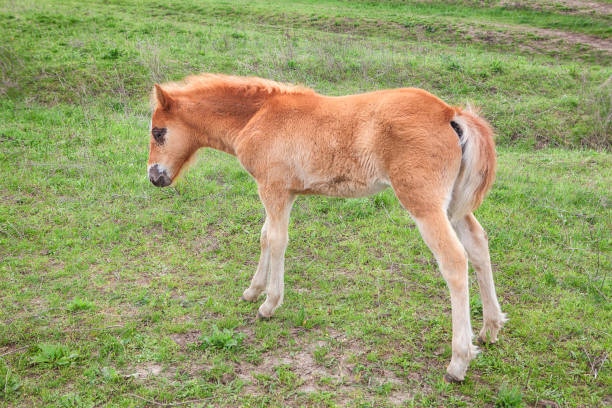 istock young foal on the meadow 811641972