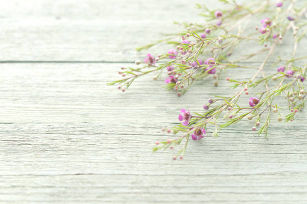 beautiful flowers on wooden background