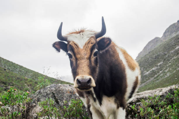 istock Bos taurus ( cow , cattle ) alone in the range of the mountains los andes,looking front 811644350
