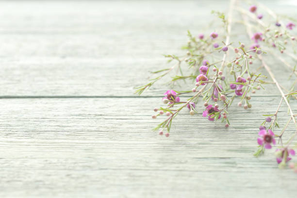 flowers on white wooden background