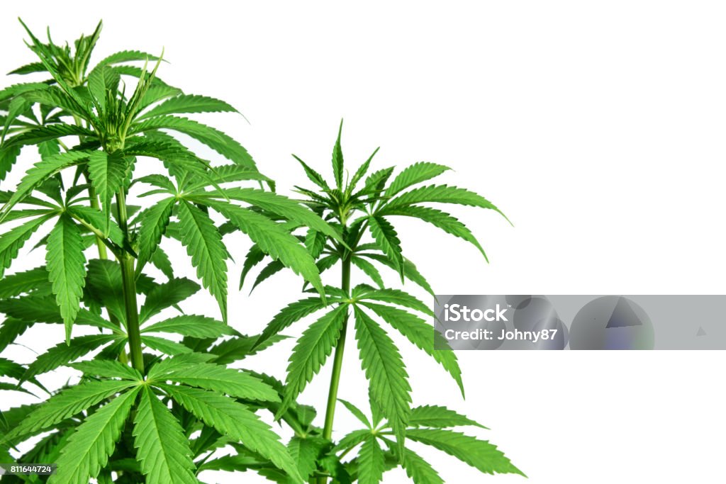 Marijuana plant on white background Young healthy marijuana plant isolated on white background Cannabis Plant Stock Photo