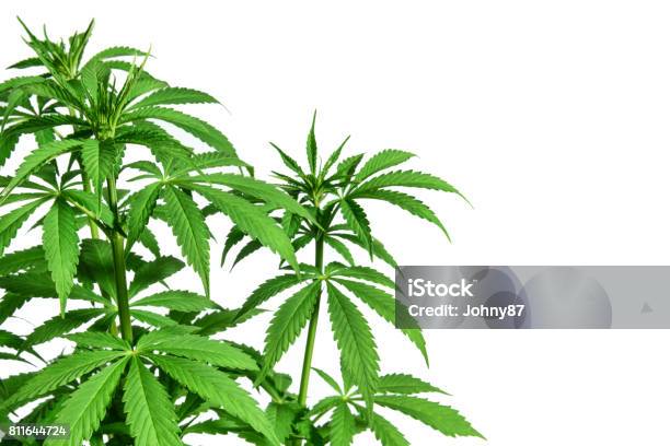 Marijuana Plant On White Background Stock Photo - Download Image Now - Cannabis Plant, Cannabis - Narcotic, Marijuana - Herbal Cannabis