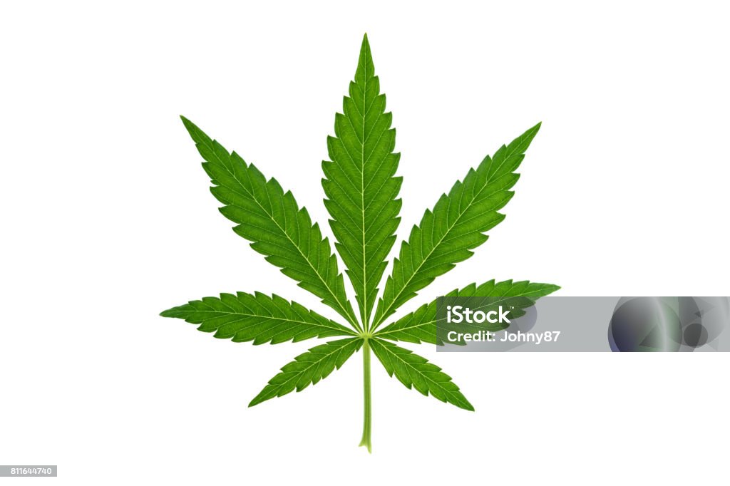 Marijuana leaf on white background Fresh green marijuana leaf isolated on white background Leaf Stock Photo
