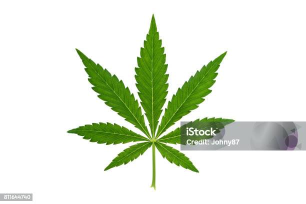 Marijuana Leaf On White Background Stock Photo - Download Image Now - Leaf, Cannabis Plant, Marijuana - Herbal Cannabis