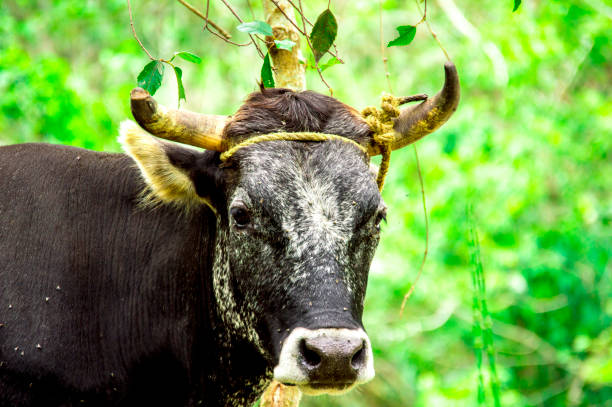 istock Bos taurus ( cow , cattle ) alone into the nature, looking front high colors 811656714
