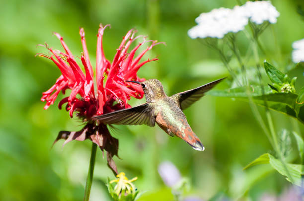 istock Hummingbird eating red flowers 811669980