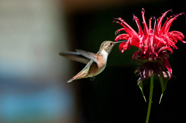 istock Hummingbird eating red flowers 811670006