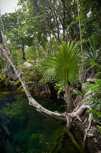 Open cenote with crystal transparent water, Tulum, Mexico