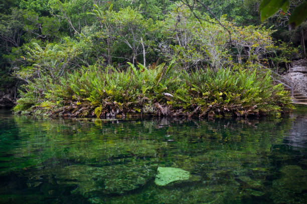 istock Cenote with pure water, Mexico 811677016