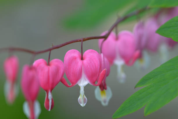 istock Bleeding Heart Dicentra Macrophotography Perennial 811682170