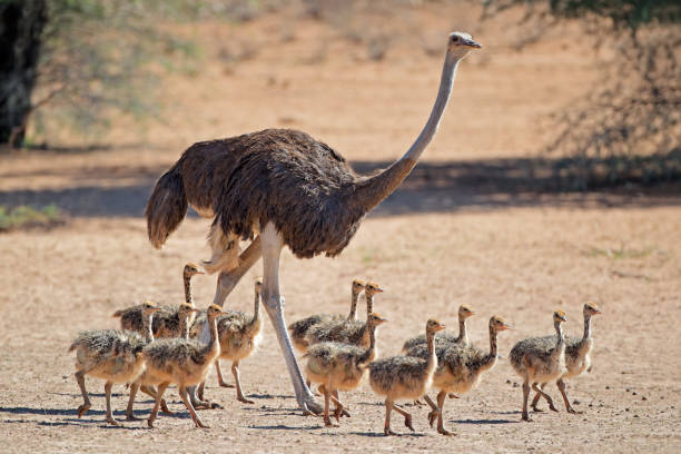 istock Female ostrich with chicks 811690298