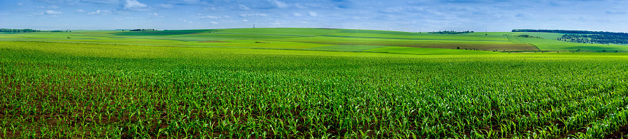 big panoramic field of corn young shoots
