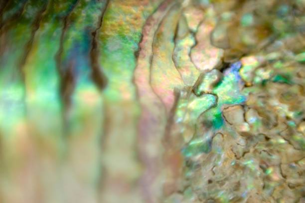 istock mother of pearl 811702070
