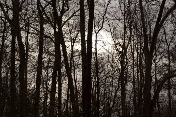 A gloomy sunset in a northern Virginia forest at the end of autumn.