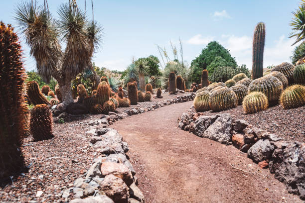 Botanical garden in the desert, cactuses, garden, botanics and biology, Canary islands