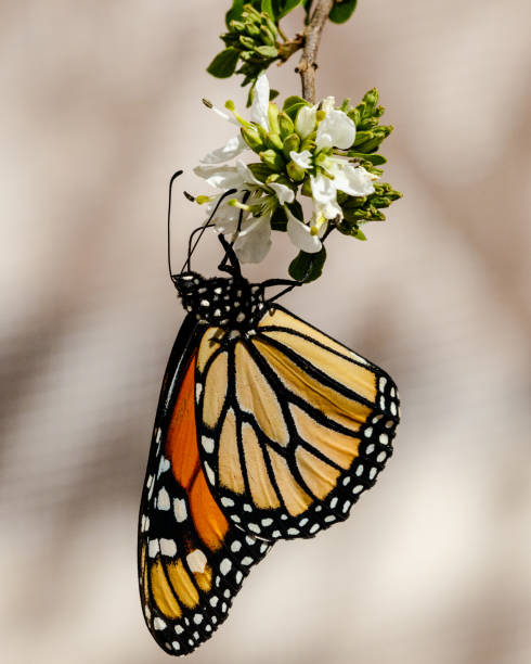 istock Queen butterfly, wings folded, feeding on flower 811719088