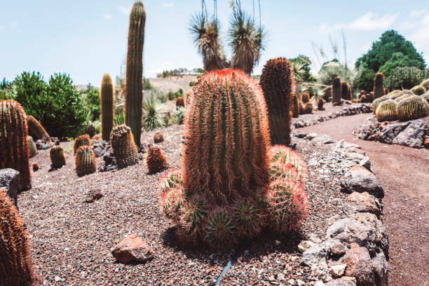 istock Cactuses in botanical garden 811719816