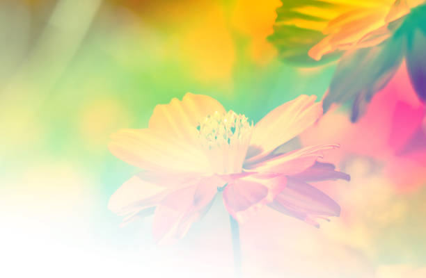 istock Red Cosmos flower in the garden 811726038