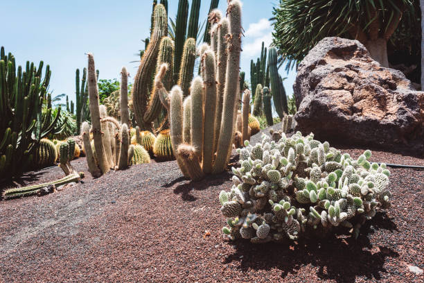 Botanical garden in the desert, cactuses, garden, botanics and biology, Canary islands