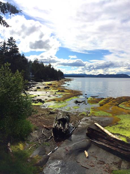 istock Oceans on Vancouver Island 811733192